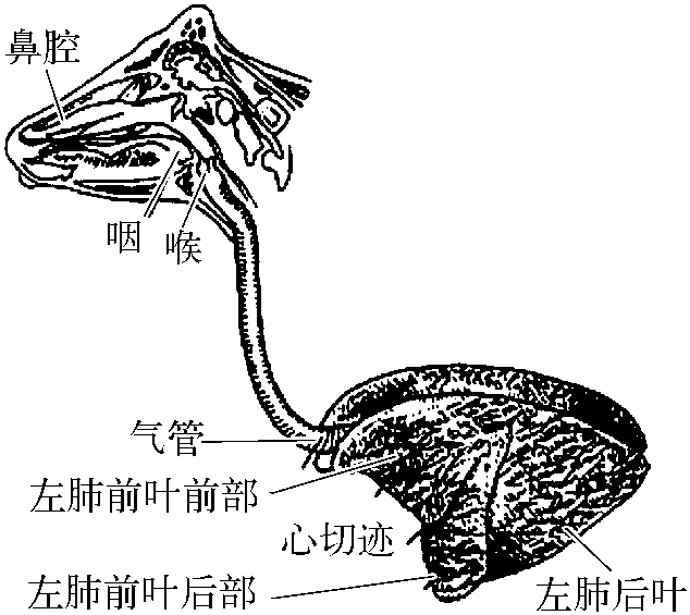 一、牛(羊)的解剖生理特征